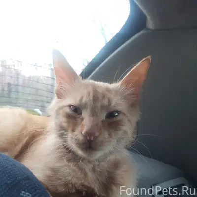 Найден кот, парк им. Гагарина