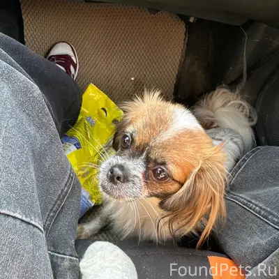 Найден пёс, [место: возле магистрали]