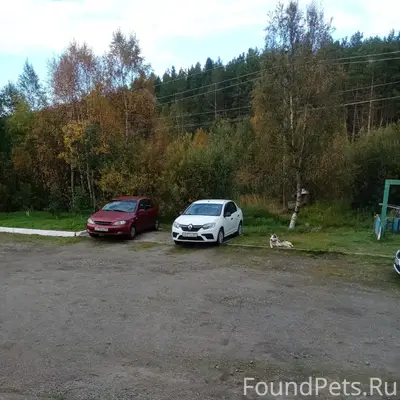 Пропал Туман, собака