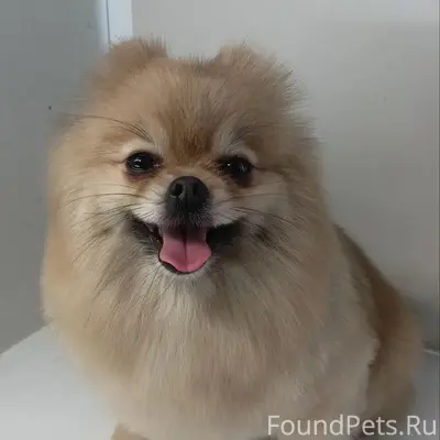 Пропала собака, район ул. Гайдара