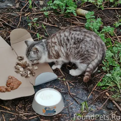 Найдена кошка, Безенчук