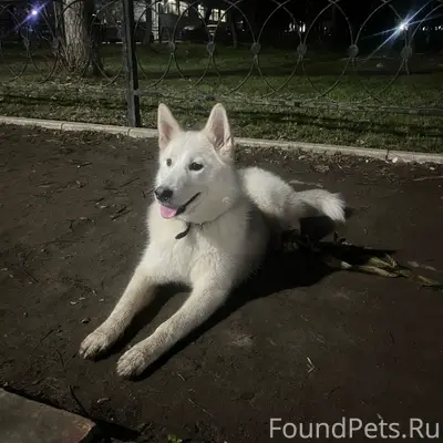 Найдена собака