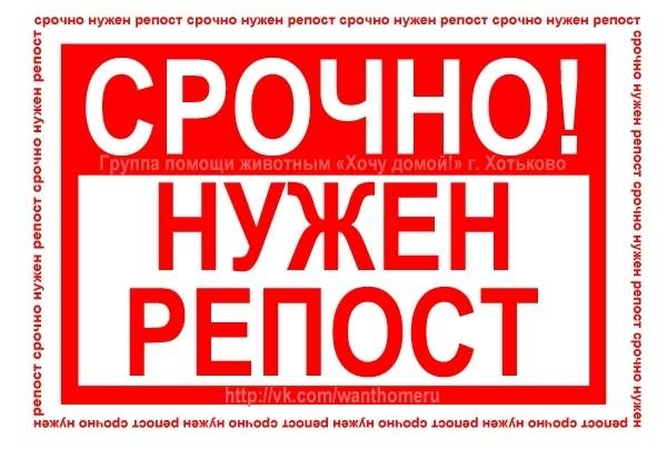 Найден молодой пёс, Семхоз