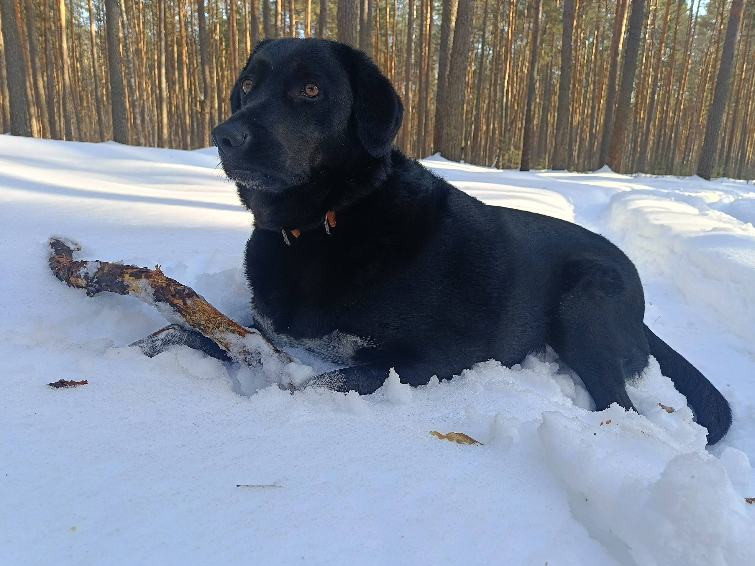 Пропала чёрная собака Мелисса, Дизельный завод