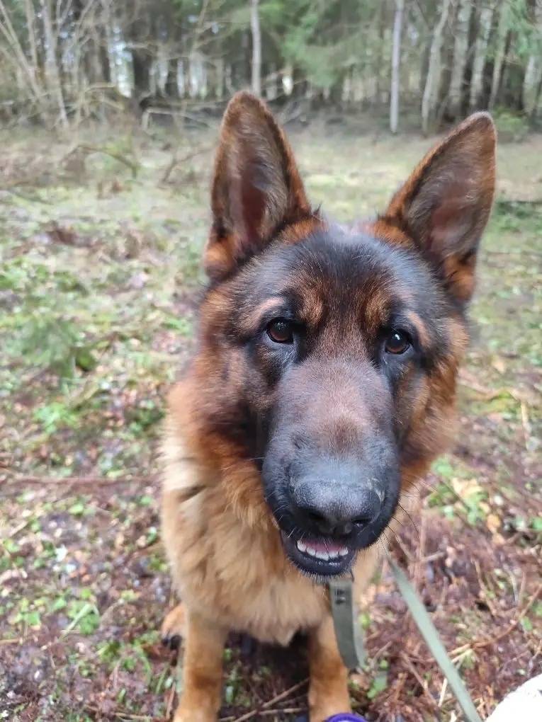 Пропали немецкие овчарки Тор и Тери