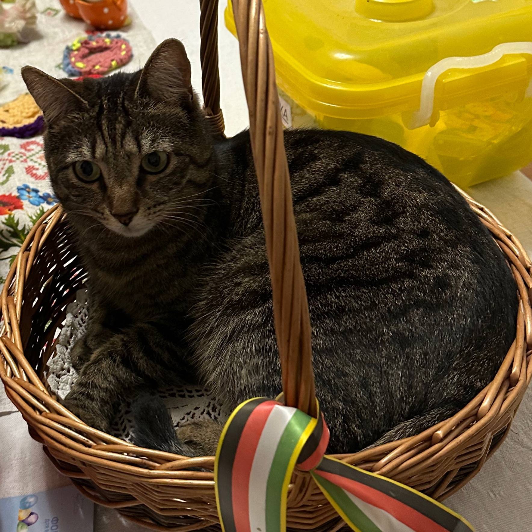 Пропал кот Ваня, Мельничный ручей