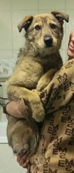 Пропала собака Пальма, Кировский район