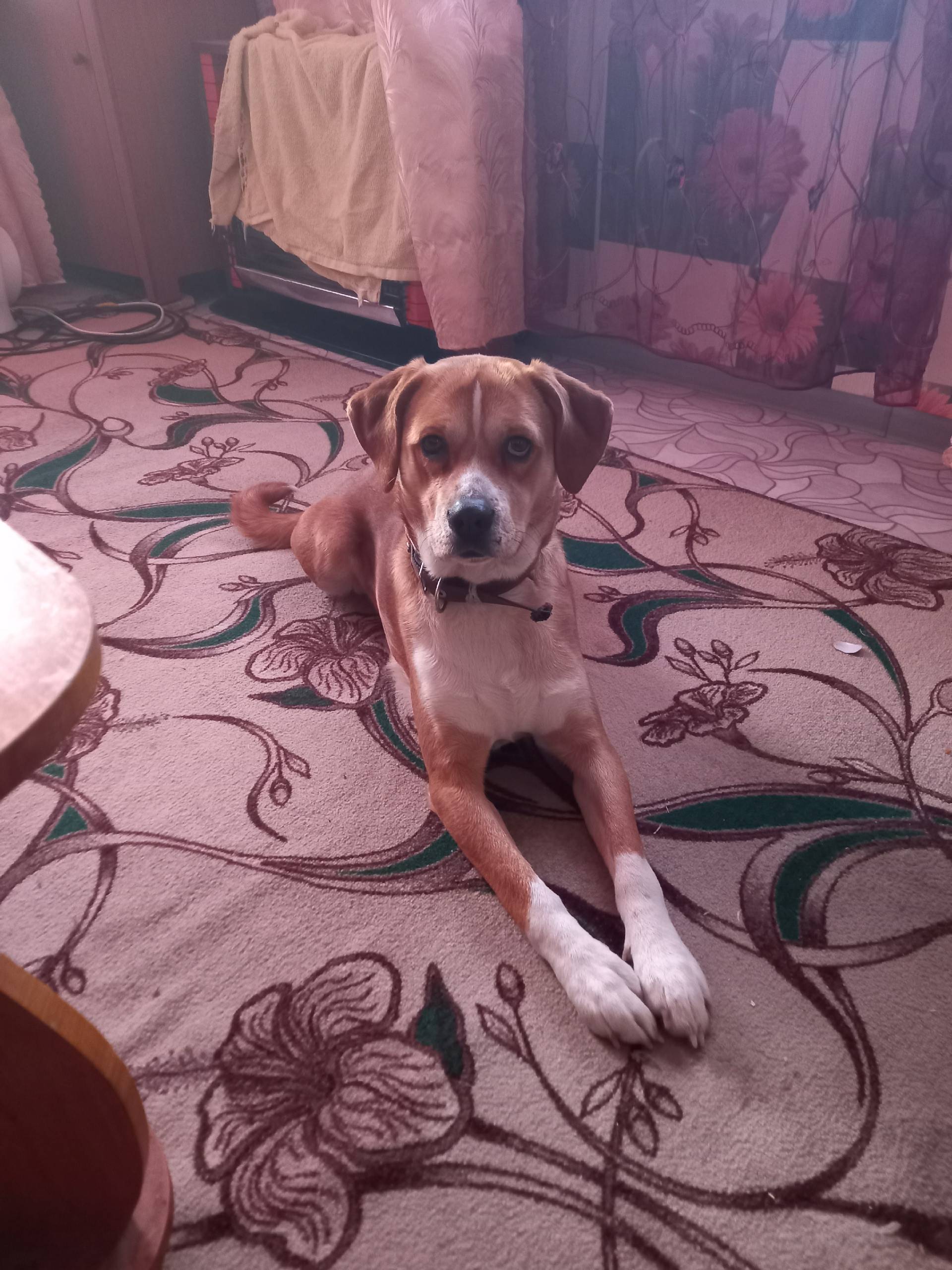 Пропал пёс, [место]