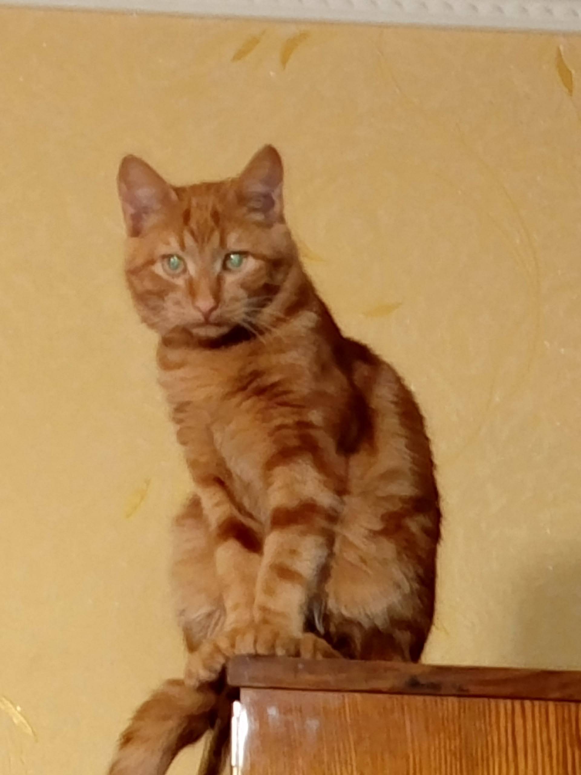 Пропал кот, Смирнова 12