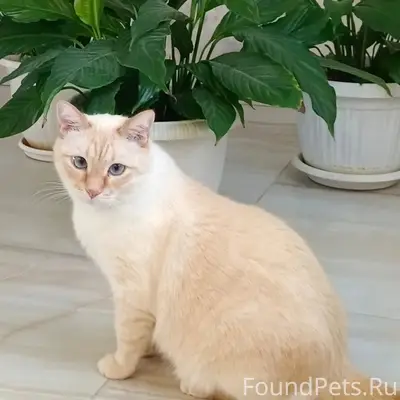 Пропал кот,