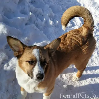 Пропала собака, место неизвестно