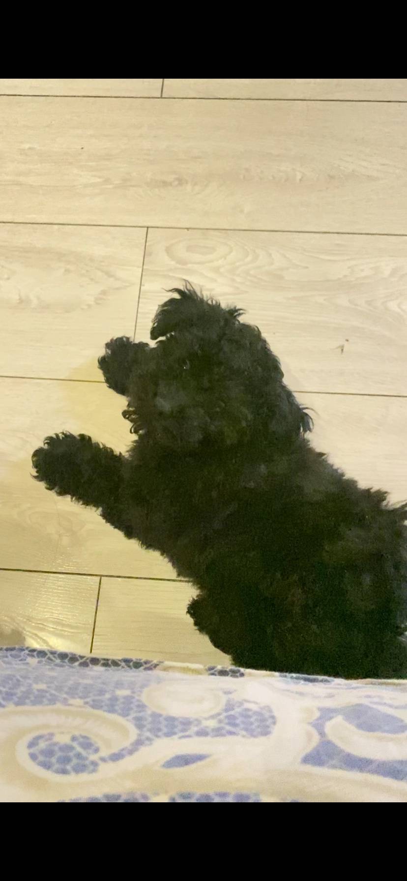 Пропал карликовый пудель, последний раз на Толстого 25а
