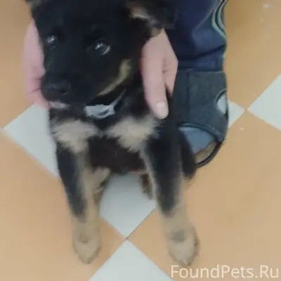 Найден щенок девочка, центральный стадион