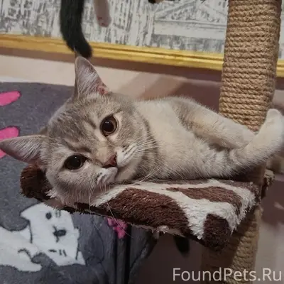 Пропал кот, район больницы моряков