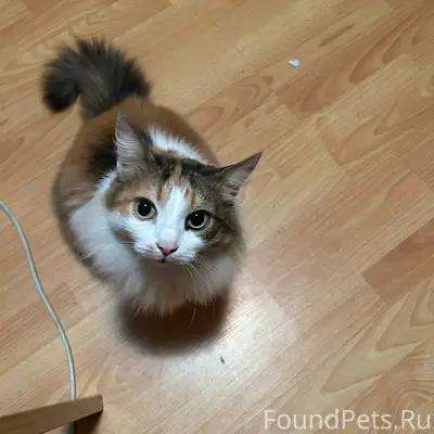 Найдена кошка, видно что домашняя, подъезд