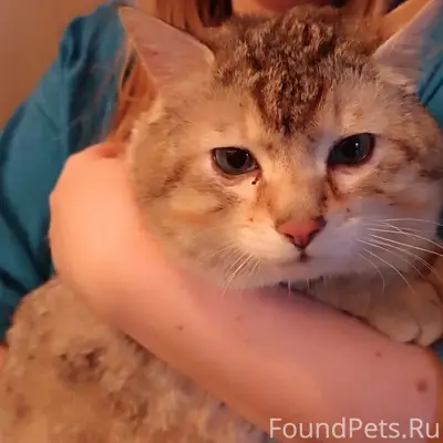 Найден кот без хвоста, Чкаловская улица