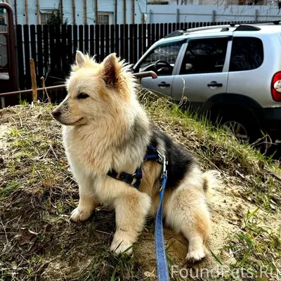 Найден щенок, Рассказово