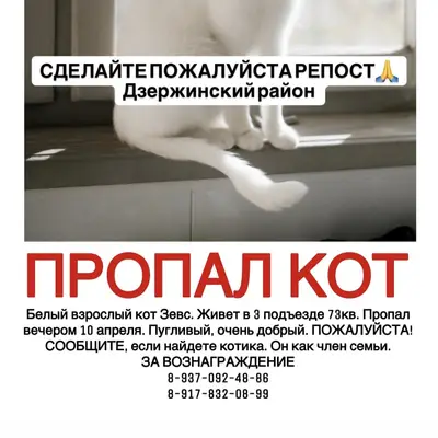 Пропал кот, Дзержинский район