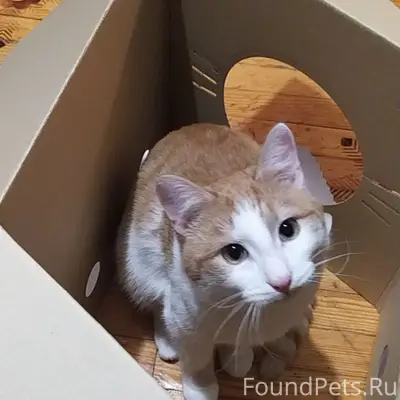 Потерялся рыже-белый кот