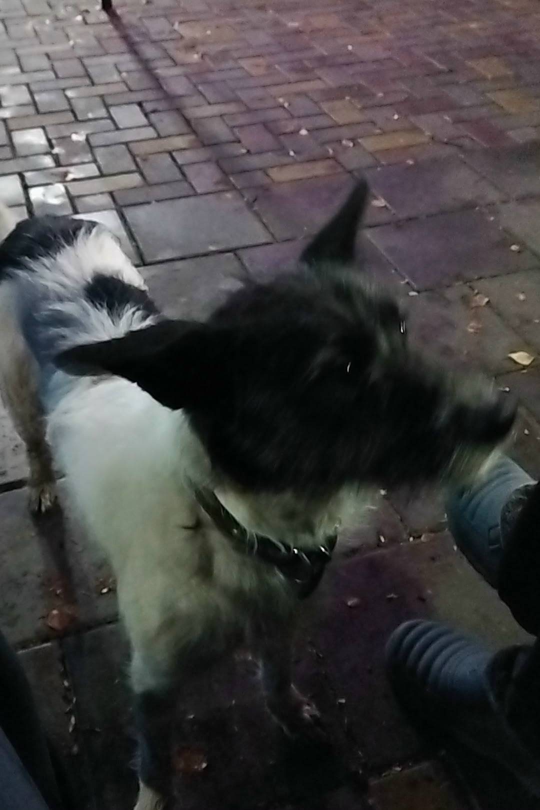 Пропала собака, район ж/д вокзала