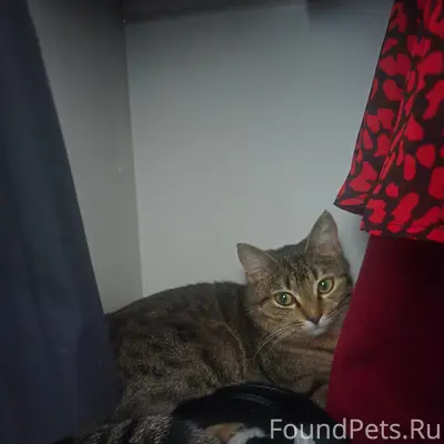 Пропала кошка, район храма Казанской иконы Божией Матери