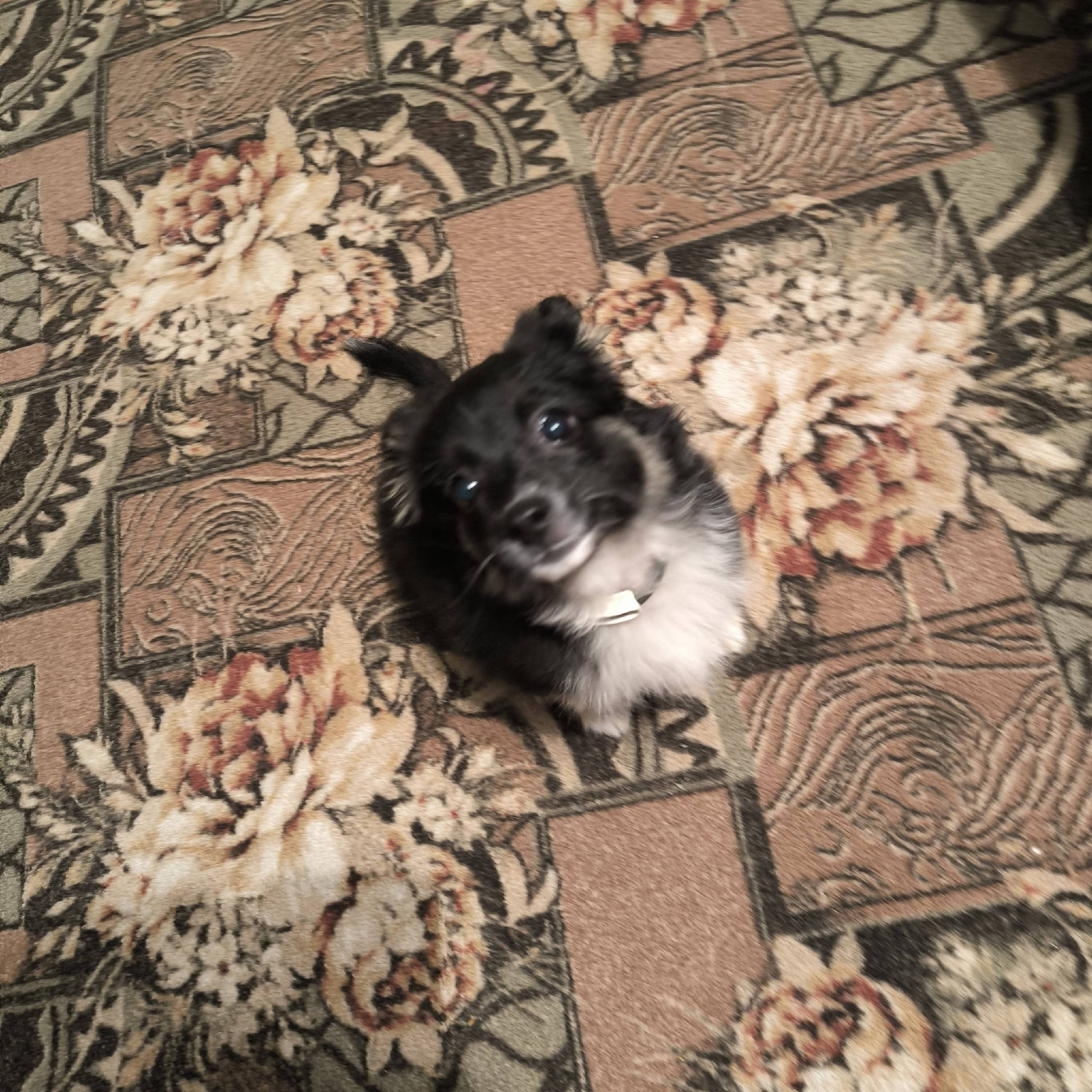 Пропал Чип, район байдаевки