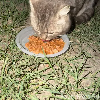 Найдена кошка, Хойники
