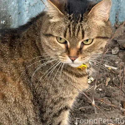 Найдена кошка, Ленинский район