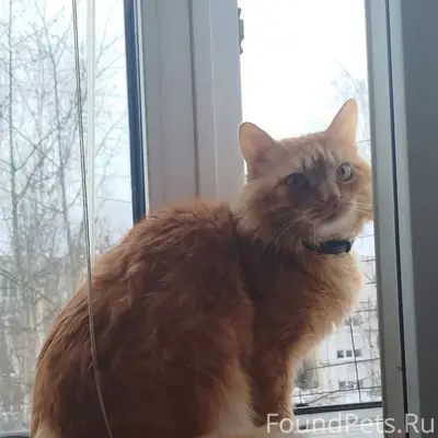 Пропал кот Рыжик, улица Юго-Западная