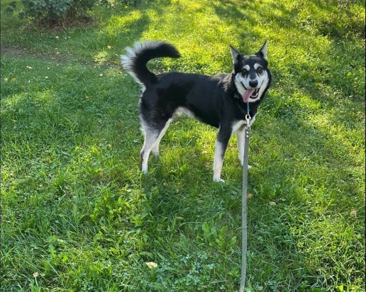 Пропал кобель, Приморский район
