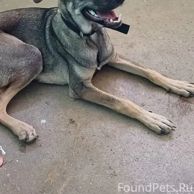 Пропала девочка щенок, Набережная, Ленина