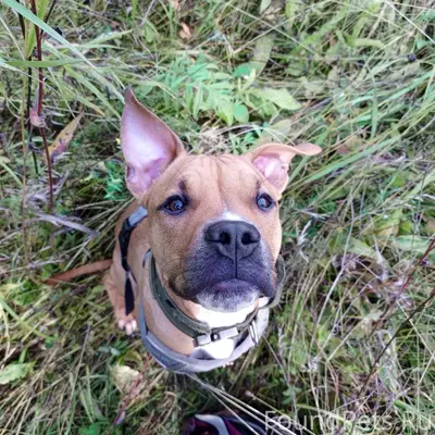 Пропал стаффорд Бакс, г. Красноуральск