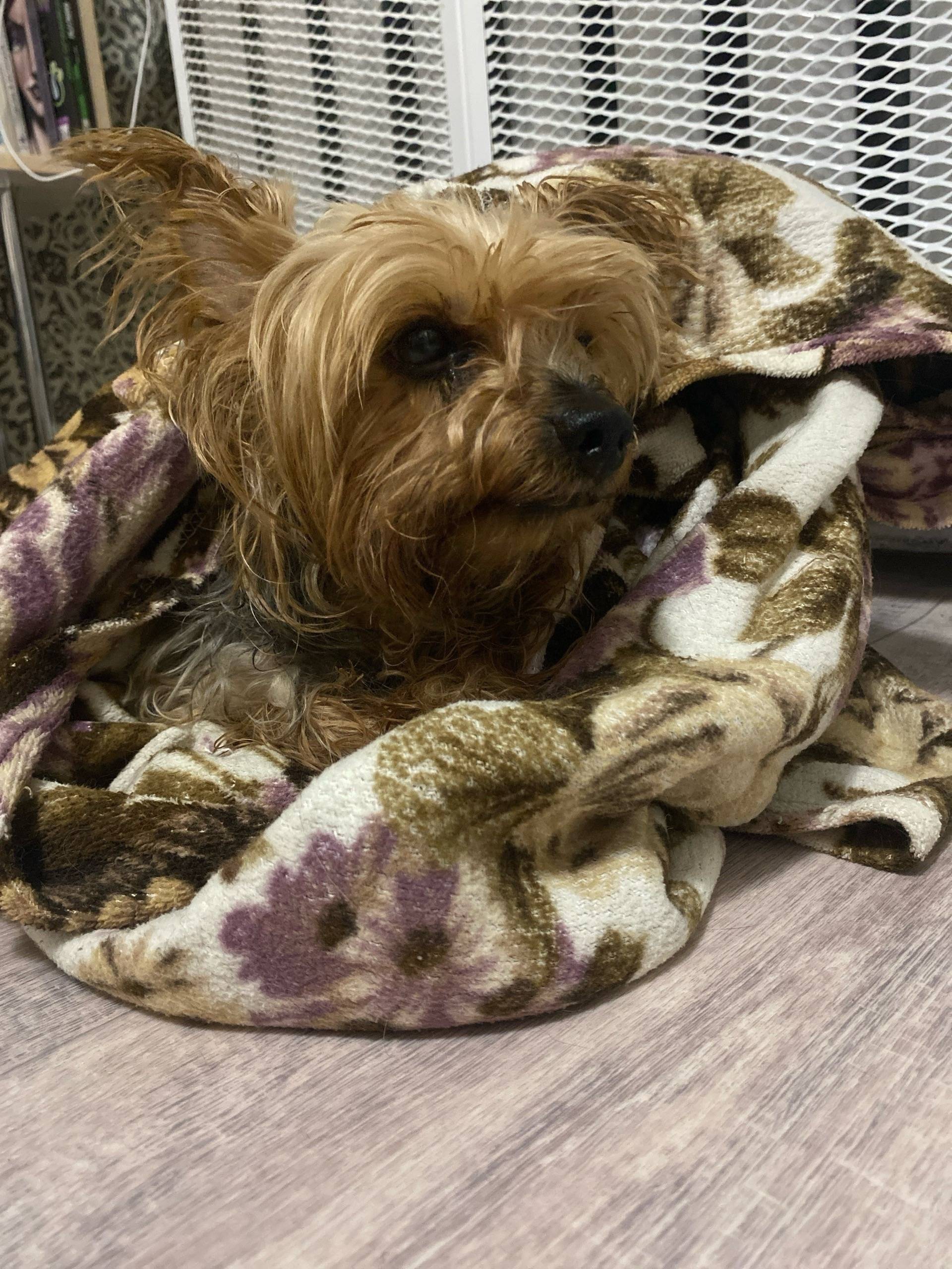 Найден йоркширский терьер, улица Интернациональная