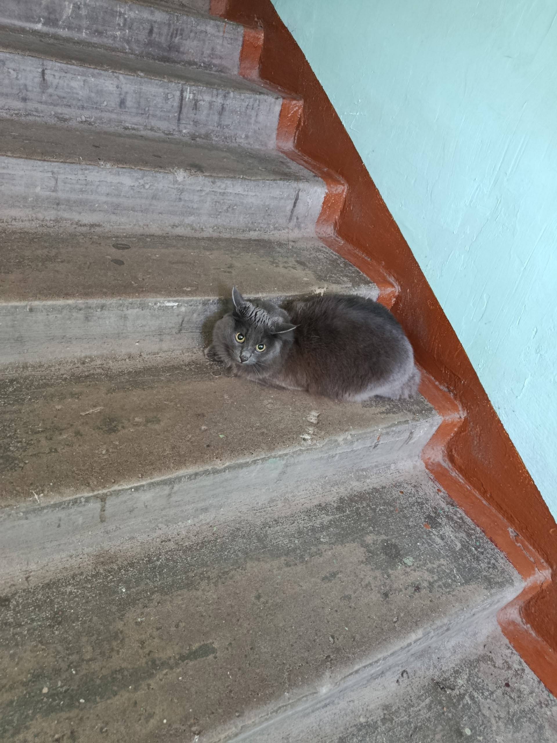 Найдена кошка, Ленинградский район