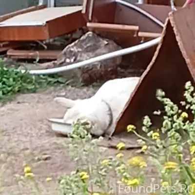Пропал белый пес, ул. Крупской