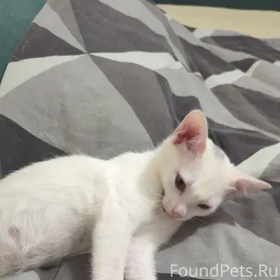 Пропала кошка, Ленинградский 83