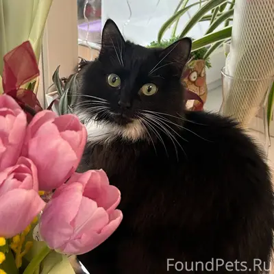 Пропал кот Йосик, село Пирочи