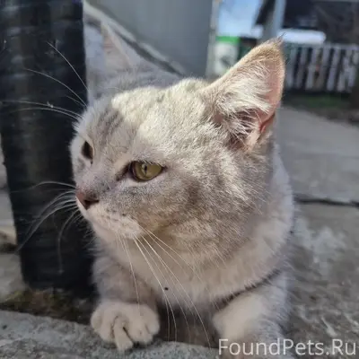 Найден британец, Заречье