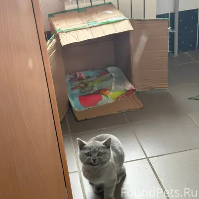 Найден котёнок, район дома моды