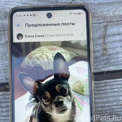 Пропал [тип неизвестен] Дима, посёлок 'покличка'