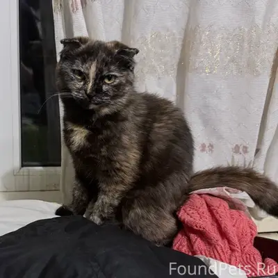 Пропала трехцветная кошка Бусинка, Чик