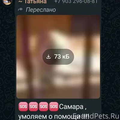 Пропал пёс Тим, Кинельский район