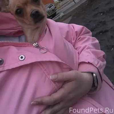 Найденна взрослая собака, [место] Балтийская 116 и Ускова 12