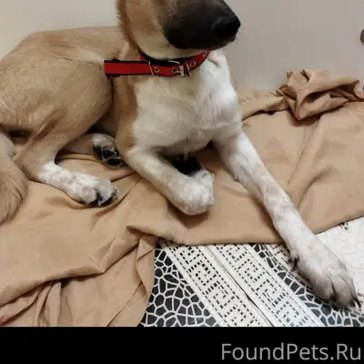 Пропала собака, район кинотеатра Искра