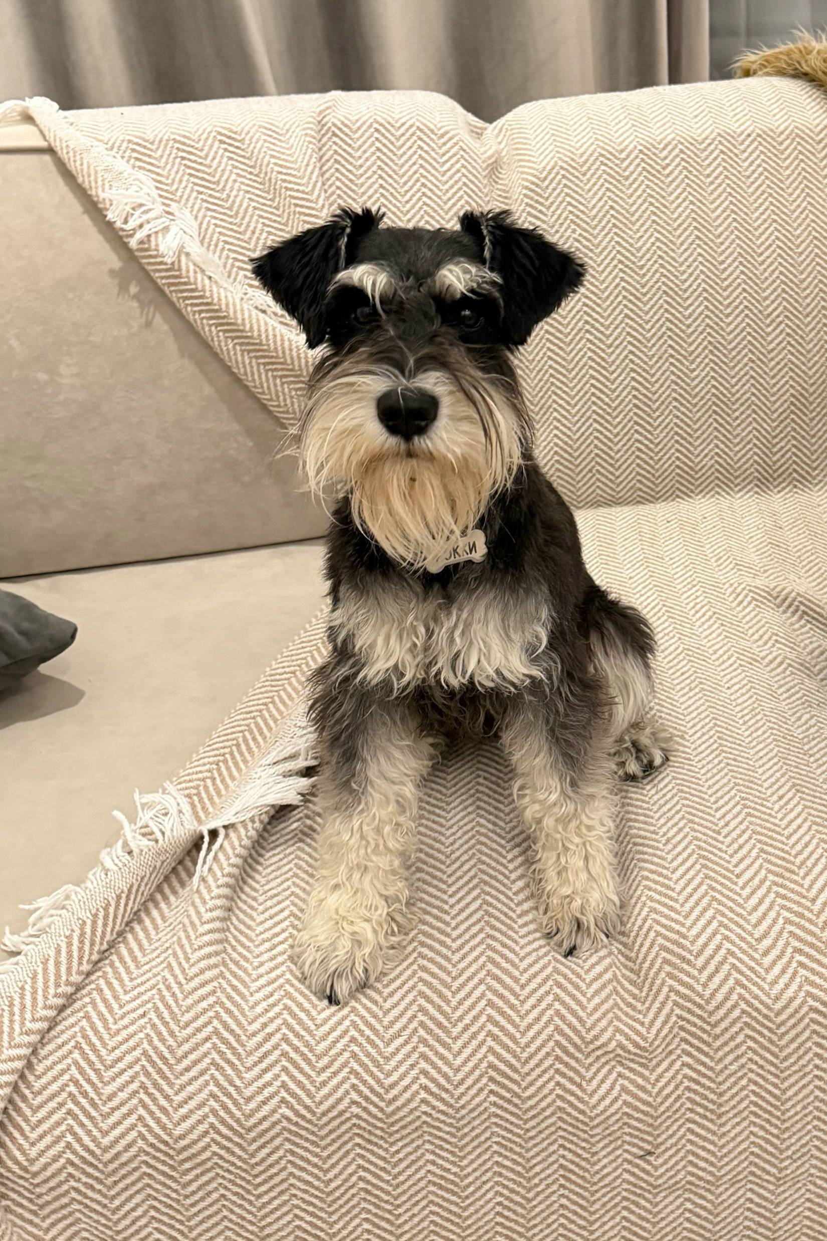 Пропал цвергшнауцер, Заволжье, ул. Заречная