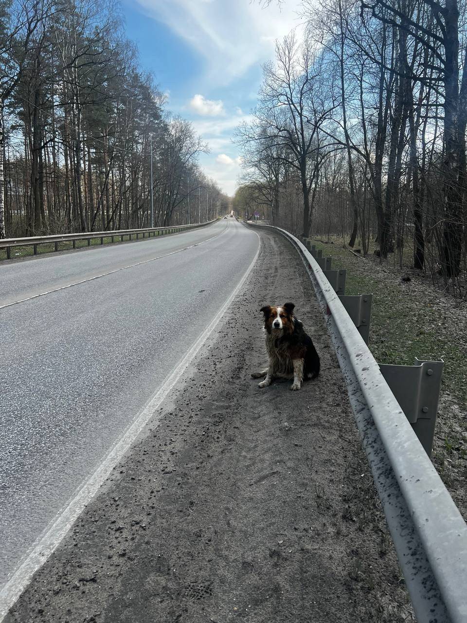 Найден метис австралийской овчарки, Лыткарино