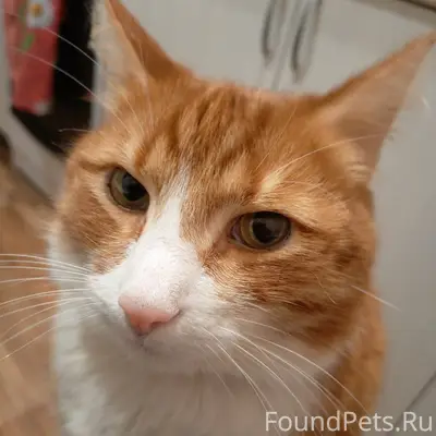 Пропал кот Боня, район Борки