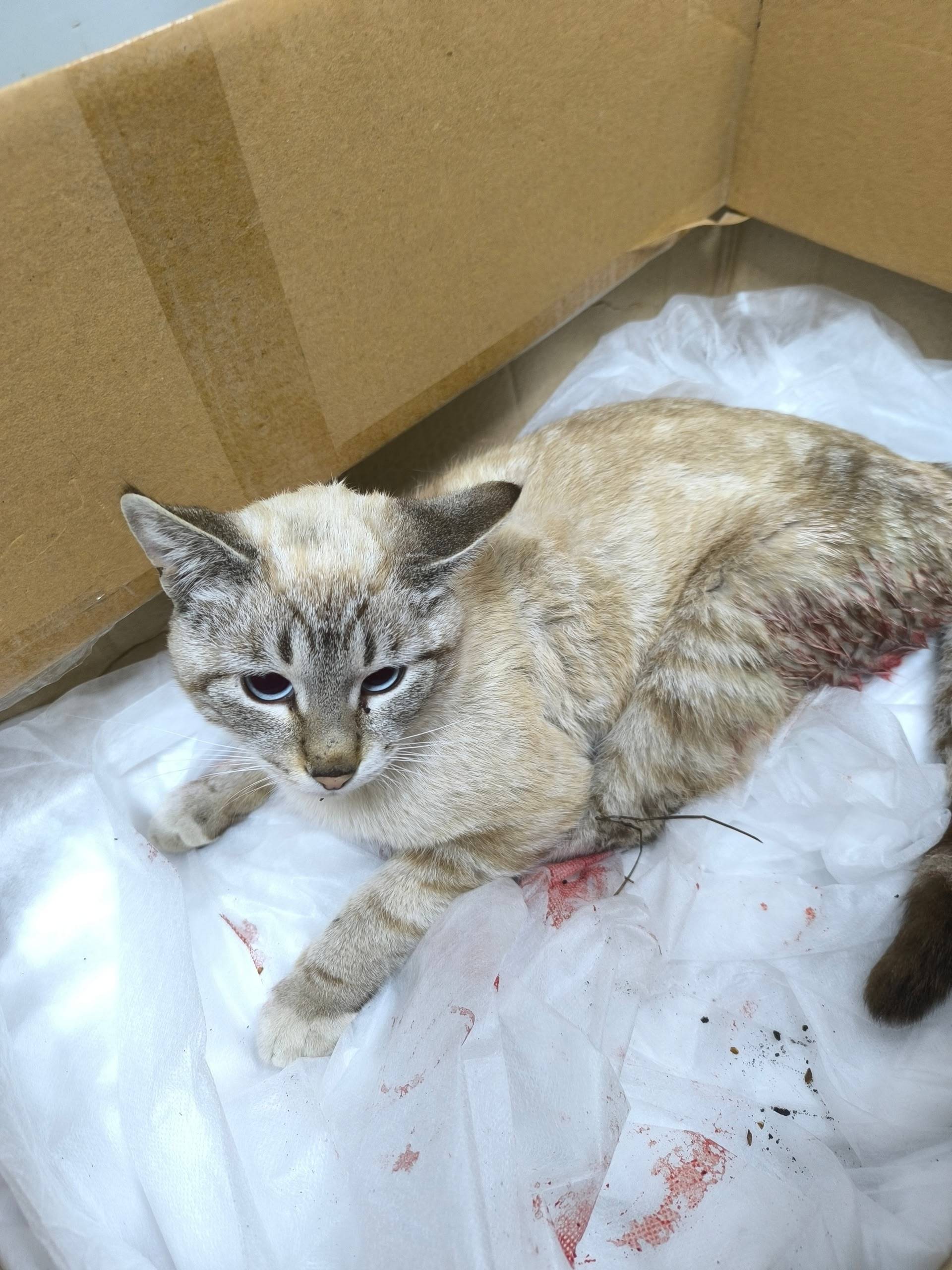 Найден кот, район санатория «Радон»