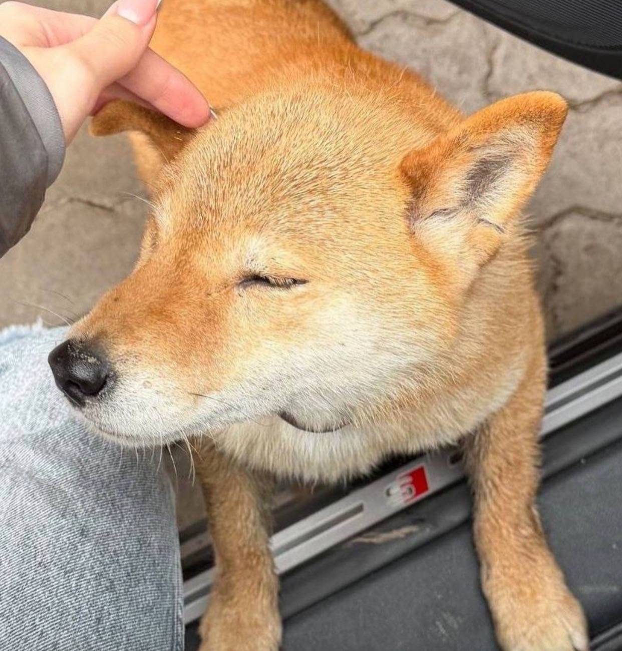 Найден сиба-ину, Подмосковье