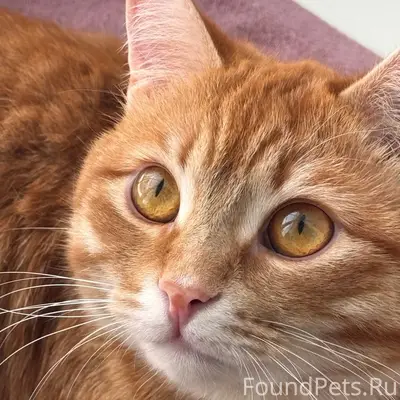 Пропал кот Сёма, Сосновый мкр